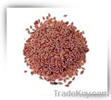 Psyllium Seed