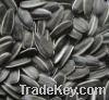 New Crop Sunflower Seeds Suppliers | Sunflower Seed Exporters, | Sunflower Black Seed  | Striped Black Seed | Flowers Seed | Sunflower Kernels