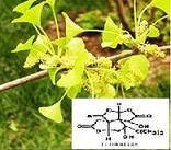 Ginkgo Biloba Extract Powder--Huir