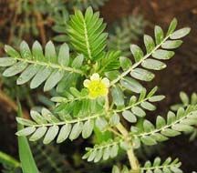 Tribulus terrestris Extract--Huir