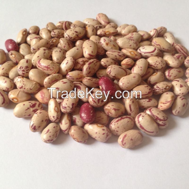 Light Speckled Kidney Beans