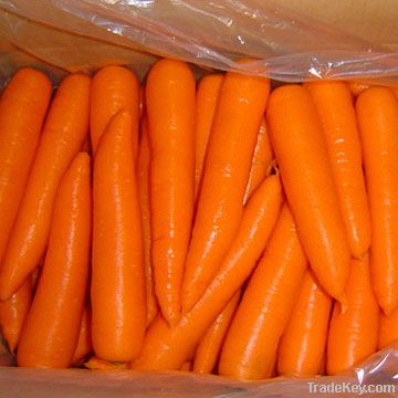 Fresh Carrots