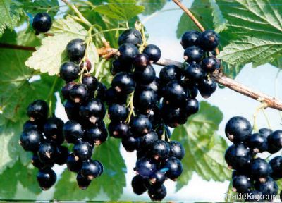 Black currant extract