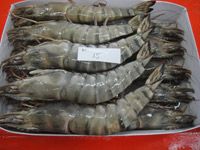 SHRIMP HOSO 1.3KG