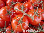 organic tomato