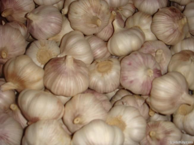 fresh normal white garlic