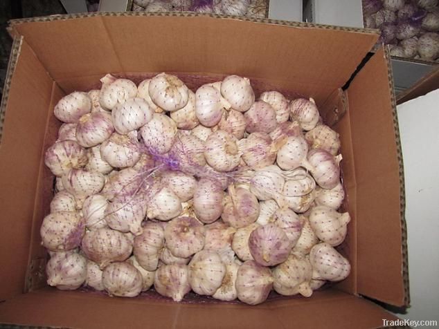 normal white garlic in loose packing