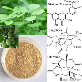 Ginkgo Biloba Extract