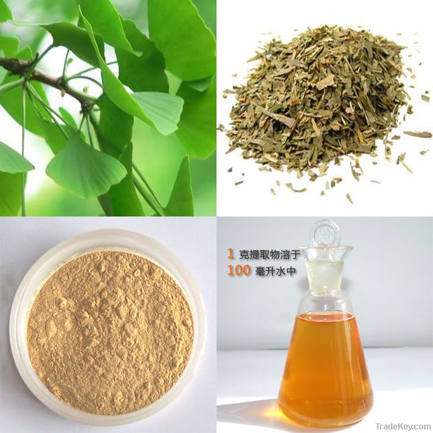 Ginkgo biloba P.E.