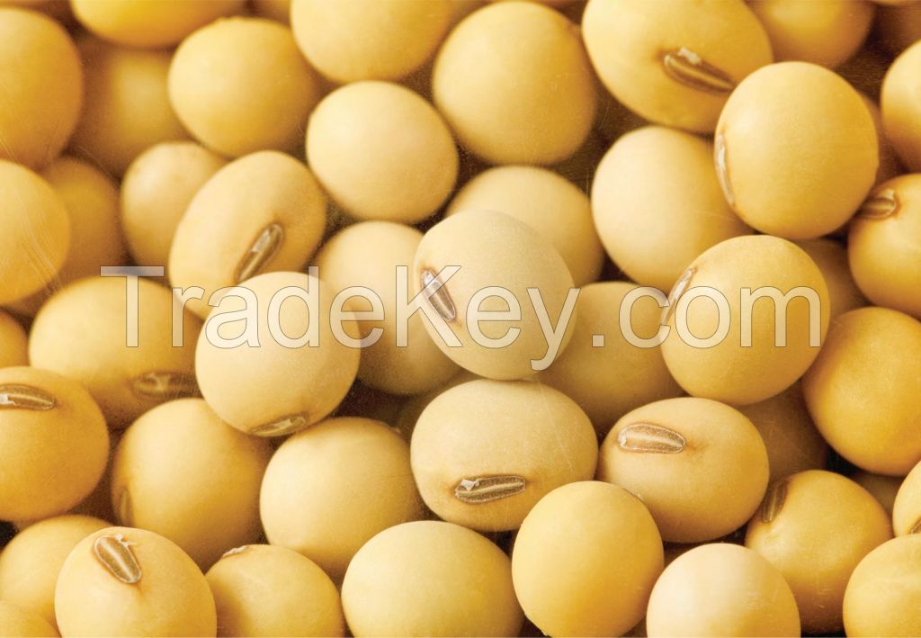 Soybean Grade 2