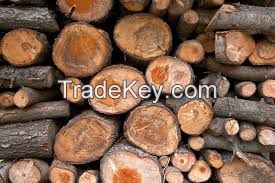 PINE TAEDA / ELLIOTIS LOGS / WITH BARK