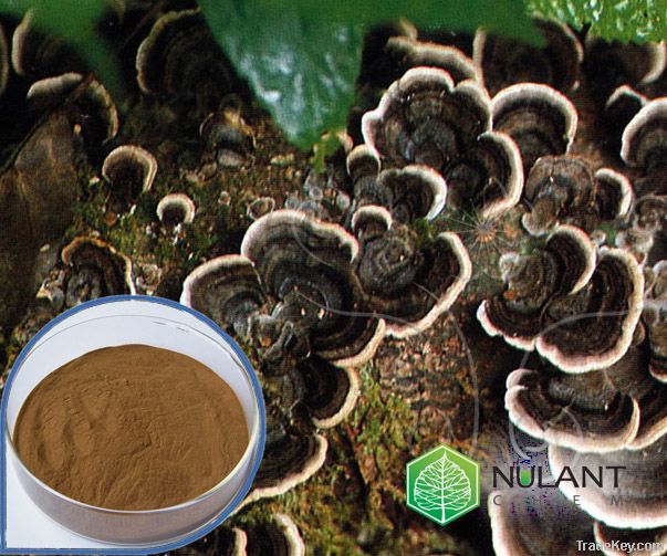 Coriolus versicolor Extract