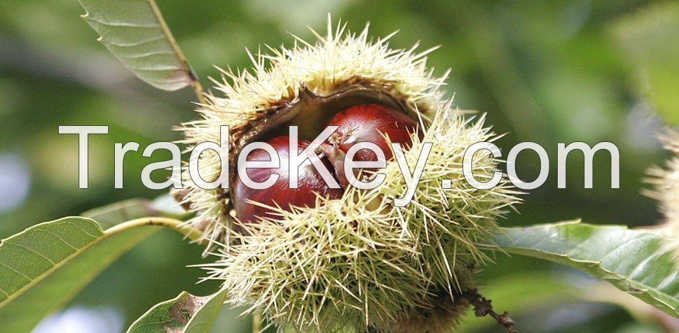 ,qianxi,luotian chestnut,sweet chestnut