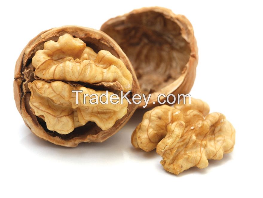 walnut,walnut in shell,walnut krenal