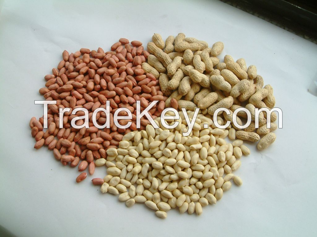 peanuts krenal.shandong peanut,red peanut in shell