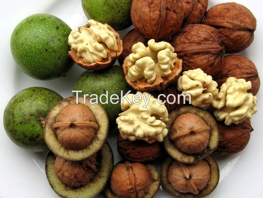 walnut,walnut in shell,walnut krenal