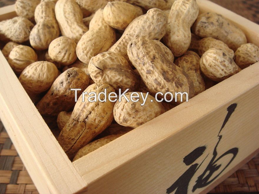 peanuts,shandong peanut,red peanut in shell