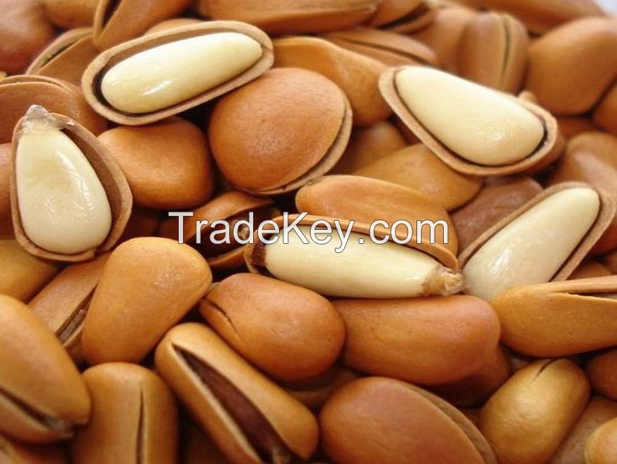 pine nuts,east china pine nuts,nature pine nuts