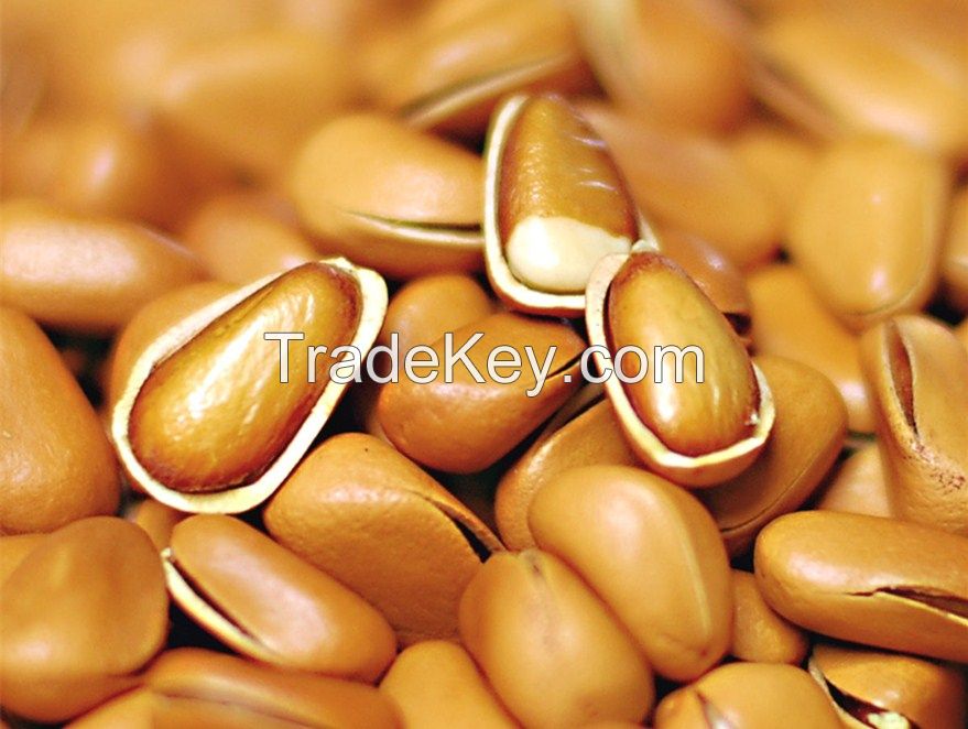 pine nuts,east china pine nuts,nature pine nuts