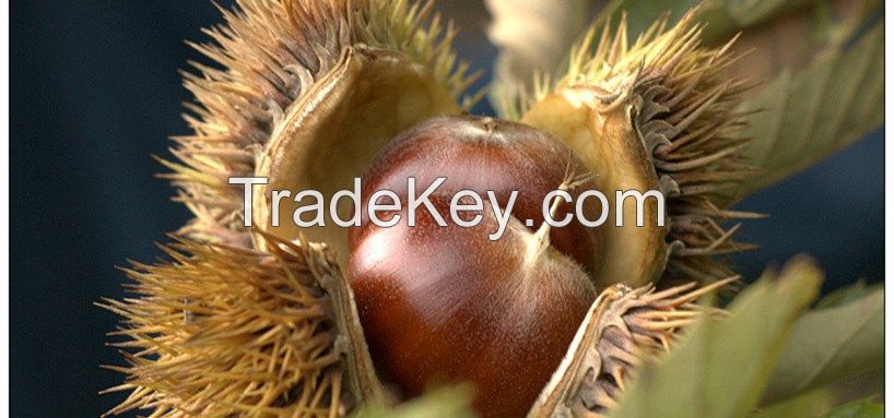 ,qianxi,luotian chestnut,sweet chestnut