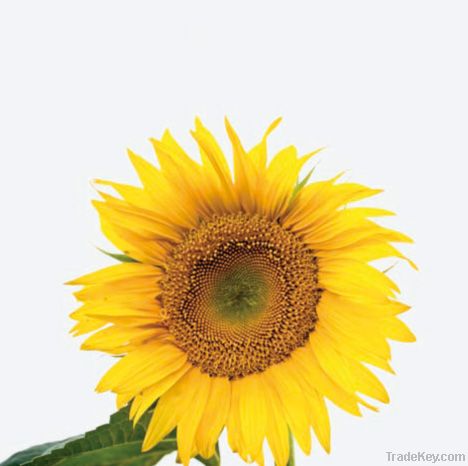 Russia Pioneer Sunflower Oil