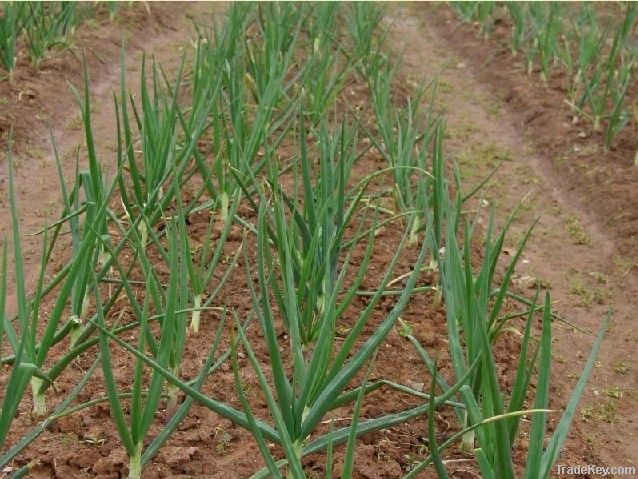 Chinese fresh onion, red onion, yellow onion fresh