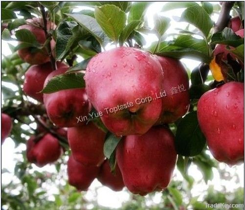 Huaniu Apple ( Red delicious)