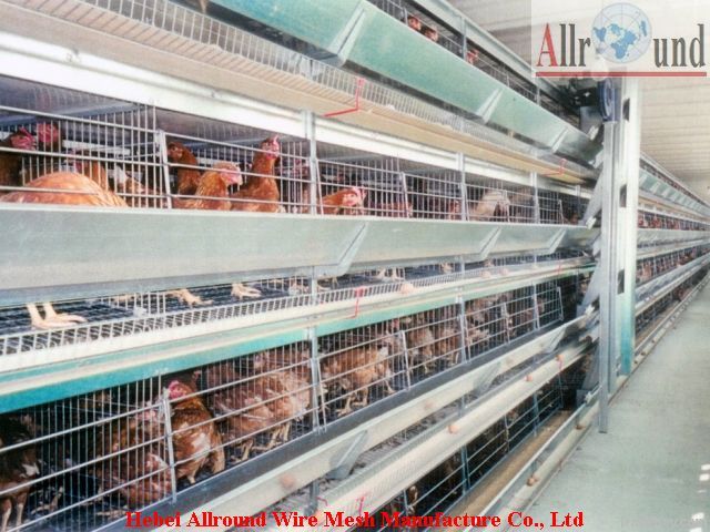 Chicken layer battery cage