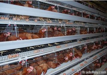 Battery chicken layer cage