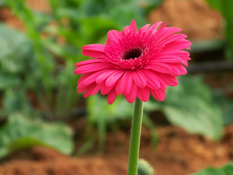 Gerbera