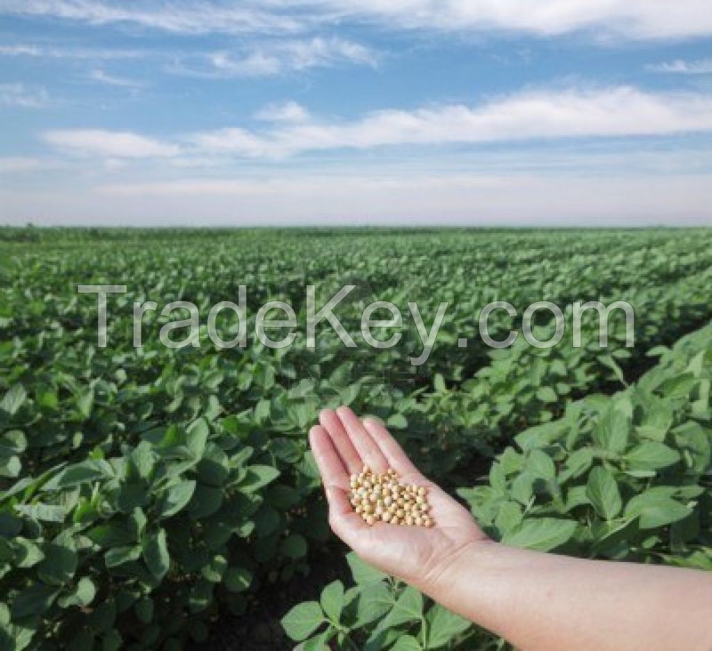 Yellow Corn # 2 GMO &amp; Soybean # 2 GMO BRAZIL - CIF