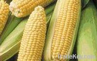 YELLOW CORN