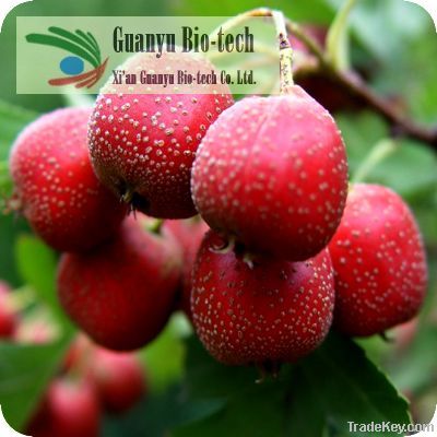 Hawthorn Berry