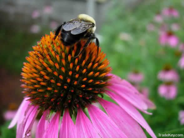 Echinacea Purpurea Juice Concentrate 45:1