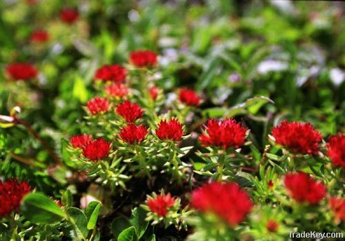 Rhodiola Rosea Root Extract Powder P.E.