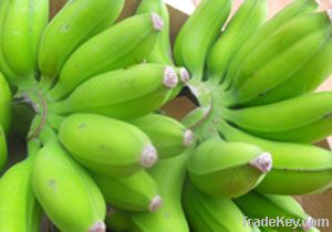 Dwarf Bananas