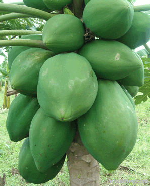 Papaya