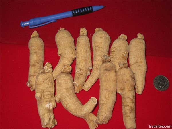 American ginseng