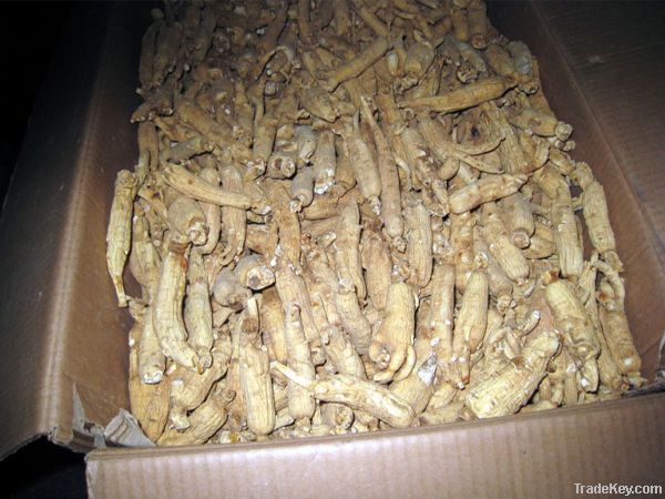 white ginseng root