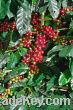 Export Coffee Beans | Coffee Bean Importer | Coffee Beans Buyer | Buy Coffee Beans | Coffee Bean Wholesaler | Coffee Bean Manufacturer | Best Coffee Bean Exporter | Low Price Coffee Beans | Best Quality Coffee Bean | Coffee Bean Supplier | Sell Coffee Bea