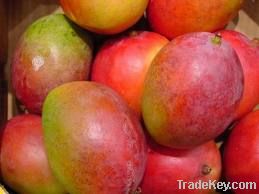 Fresh Mangos (South African Fresh Mangos