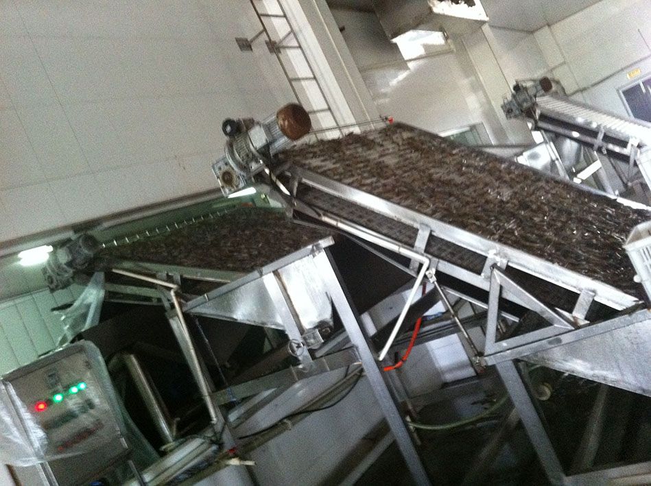 shrimp grading equipment