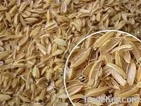 Rice Husk