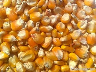 Maize | Maize Exporter | Corn Grain Seller | Maize Buyer | Bulk Maize Grain Importer | Corn bean Buyer | Corn bean Wholesaler | Corn Grain Manufacturer | Best Quality Corn Grain | Cheap Maize Supplier | Low Price Corn | Yellow Corn | White Cron | Baby Mai