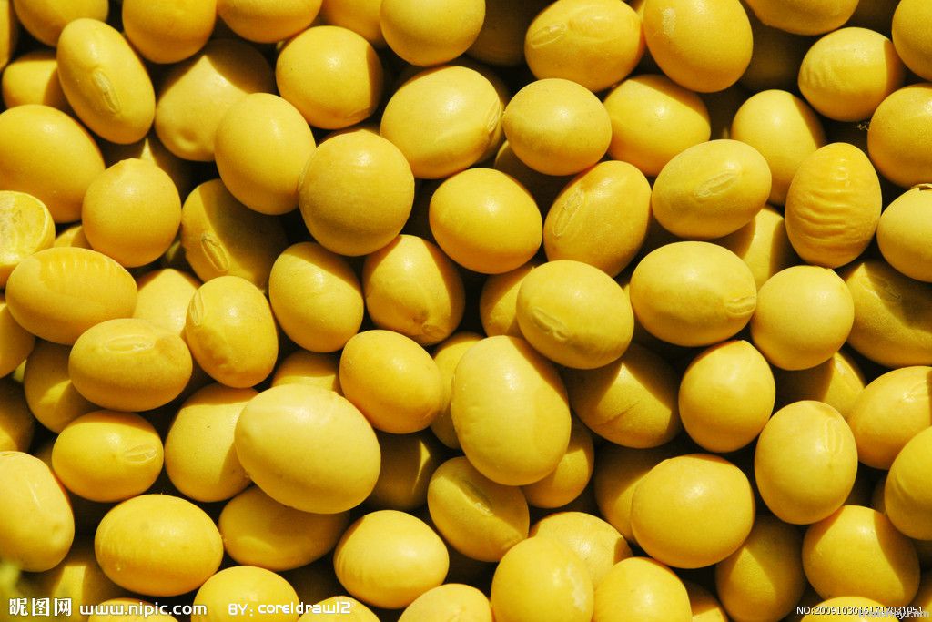 High quality Soybean P.E. ( Isoflavones )