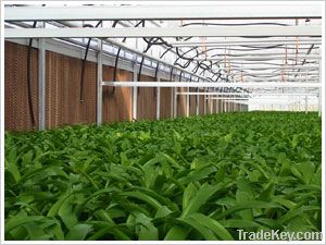 Greenhouse Poultry Cooling System