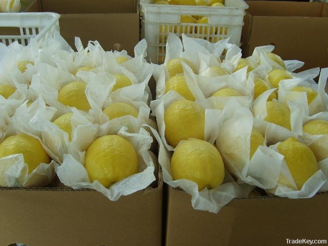 Fresh Lemon