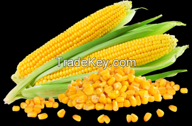 Yellow Corn / Maize / Agriculture Grains