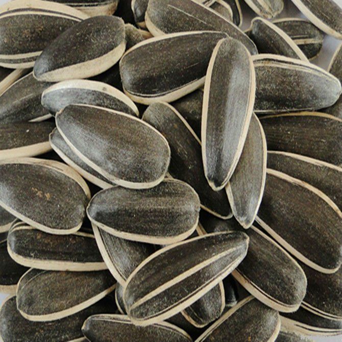 High Quality of Sunflower Seeds