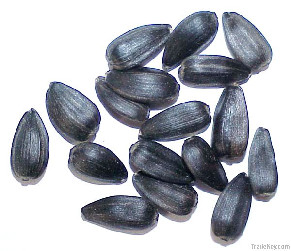 Oil Sunflower Seeds New Crops